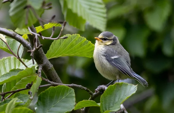 Cute Little Warbler Bird Standing Twig Sunny Garden Surrounded Leaves — Stock Photo, Image