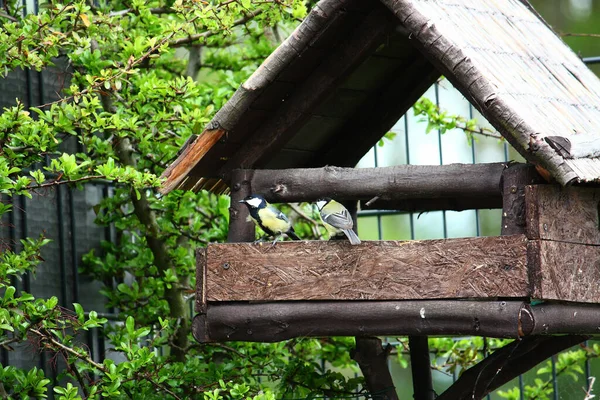 Natural View Great Tit Birds Perching Edge Birdhouse — Stock Fotó