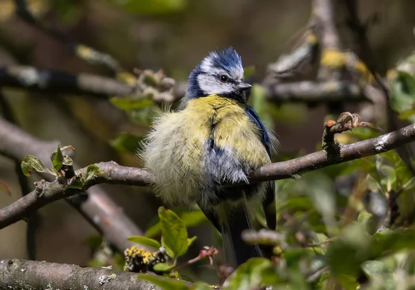 Closeup European Blue Tit Bird Looking Its Shoulder Sunny Garden —  Fotos de Stock