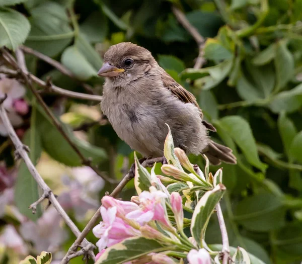 Closeup Chubby Sparrow Standing Thin Twig Garden Pink Flowers Sunny — Foto de Stock