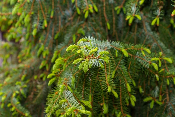 Closeup Shot Growing Fir Tree — Foto Stock