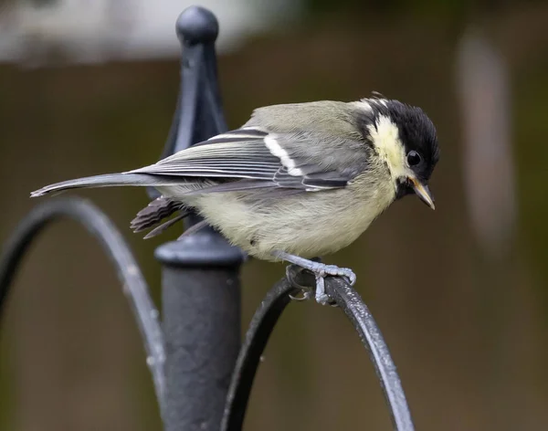 Cute Fat Little Bird Standing Metal Fence Blurred Background — Photo