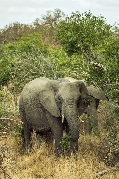 Closeup Funny Elephant Grazing Savanna — ストック写真