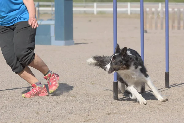 Closeup View Cute Dog Running Metal Fences While Training Sunny — Foto Stock