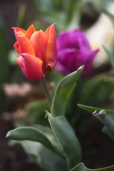 Selective Focus Beautiful Tulip Flowers Blooming Field — Photo