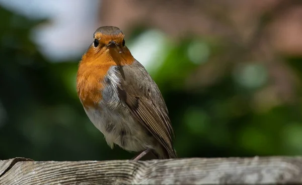 Cute European Robin Looking Camera While Standing Wooden Beam Sunny — Foto de Stock