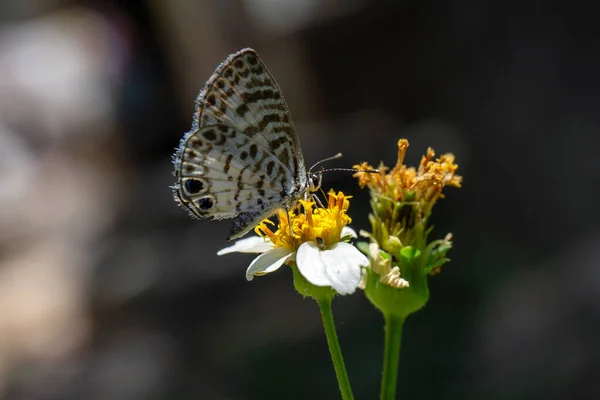 Gros Plan Papillon Sur Une Fleur — Photo
