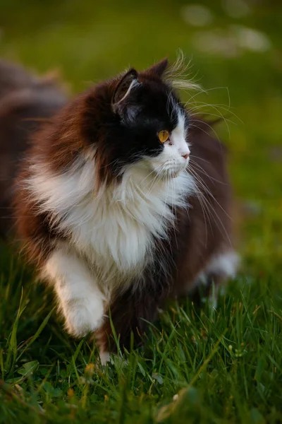 Selective Focus Shot Beautiful Tricolor Fluffy Cat Field — Foto Stock