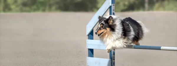 Closeup View Cute Dog Jumping Metal Fences While Training Sunny — Stok fotoğraf