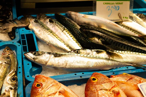 Closeup Shot Fresh Sea Bream Mackerel Displayed Wet Market — Fotografia de Stock
