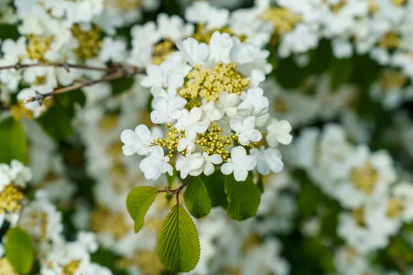 Closeup Shot Blooming Japanese Snowball Plants — Stok fotoğraf