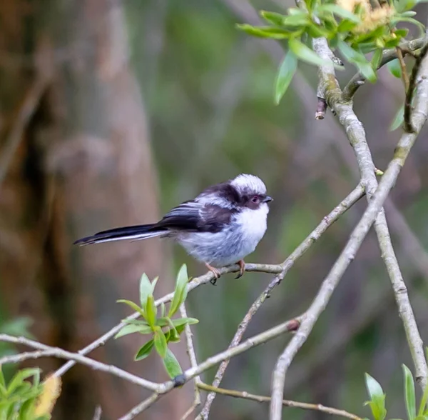 Chubby Long Tailed Tit Standing Thin Twigs Sunny Garden Big — Fotografia de Stock