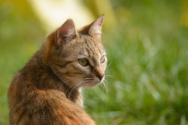 Ein Selektiver Fokus Schoss Eine Schöne Katze Auf Dem Feld — Stockfoto