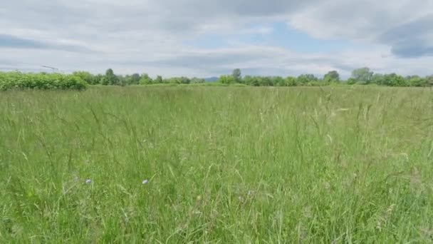 Pittoresk Utsikt Över Ängen Sommaren Solig Dag — Stockvideo