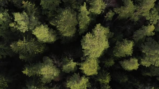 Luftaufnahme Des Grünen Waldes Sonnigen Sommertag — Stockvideo