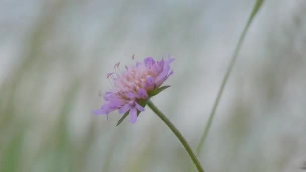 Schöne Blumen Garten — Stockvideo