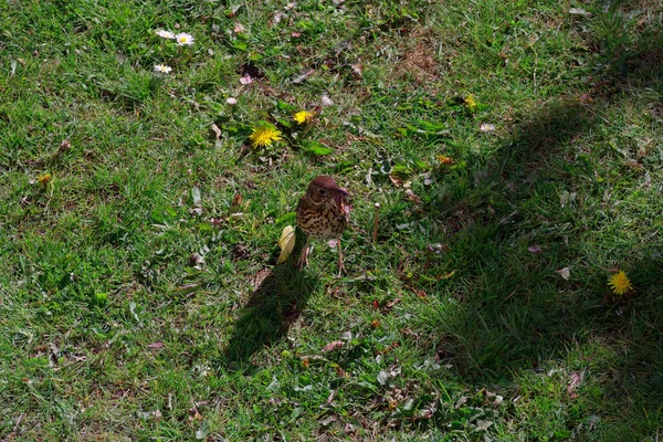 High Angle Shot Song Thrush Turdus Philomelos Bird Catching Earthworms — Photo