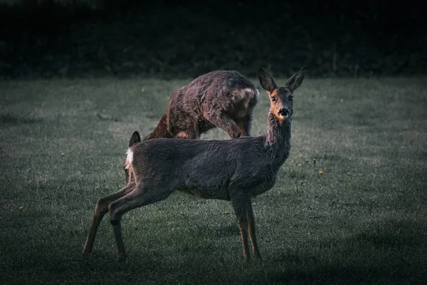 Deer Sunrise Clearing Looking Camera — Stok fotoğraf