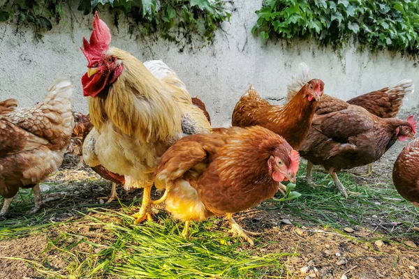 Domestic Chickens Rooster Muddy Yard — Zdjęcie stockowe