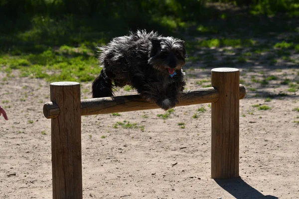 Pretty Grey Dog Jumping Obstacle Unleashed Park — Foto Stock