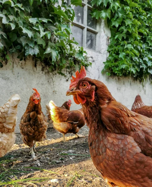 Domestic Chickens Rooster Muddy Yard — Fotografia de Stock