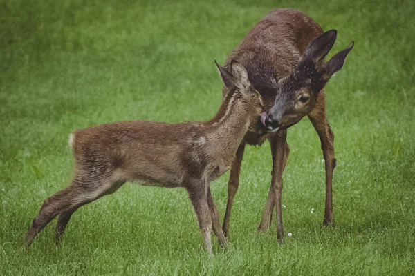 Deer Fawn Youngling Clearing Covered Grass Mother Deer Caring Grooming — Foto de Stock