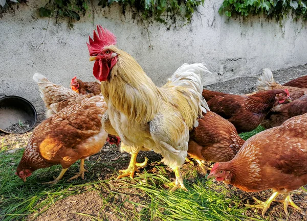 Domestic Chickens Rooster Muddy Yard — Fotografia de Stock