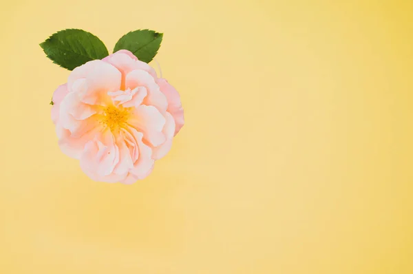 Top View Delicate Rose Yellow Surface — Stock fotografie