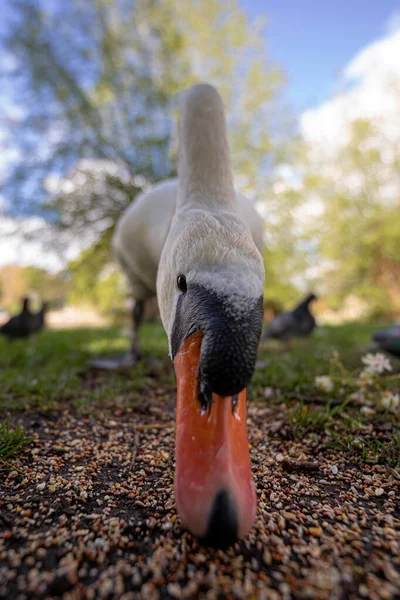 Shallow Focus White Swan Eating Seeds Feeds Ground Blurred Background —  Fotos de Stock