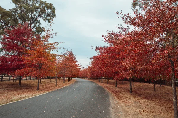 Beautiful Red Leaved Trees Autumn Lining Streets Town — Zdjęcie stockowe