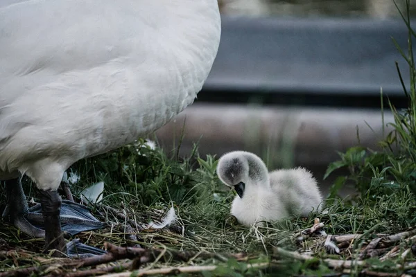 Selective Focus Shot Young Swan Mother Swan Green Grass — Foto de Stock
