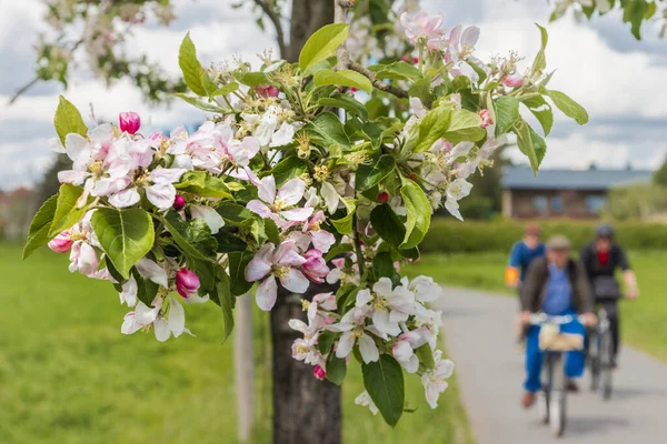 Cyclists Blossom Tree Flowers Path River Elbe Dresden Germany — Φωτογραφία Αρχείου