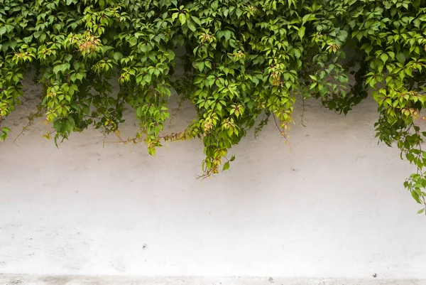 Green Ivy Stone Wall Beautiful Background Antigua Guatemala — Stock fotografie