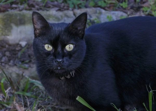 多くの場所で黒猫は全く不幸ではありません 彼らは幸運と繁栄の象徴です — ストック写真