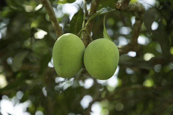 Closeup Unripe Mangoes Tree Garden Blurry Background — Φωτογραφία Αρχείου