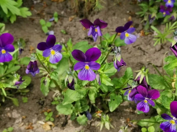 Selective Focus Shot Purple Pansy Flowering Plants Growing Garden — Foto de Stock
