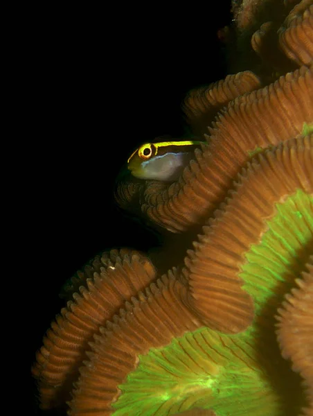 Colpo Verticale Piccolo Pesce Che Esce Corallo Sott Acqua — Foto Stock