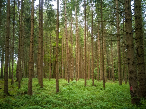 Ormanda Yetişen Ince Gövdeli Uzun Ağaçların Güzel Manzarası Ilkbaharda Gündüz — Stok fotoğraf