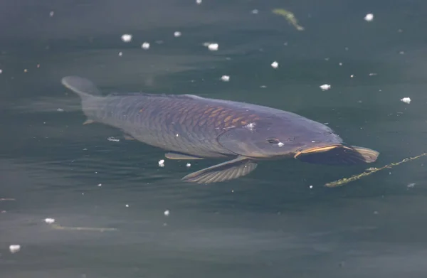 Ein Großer Fisch Unter Wasser Schwimmt Einem Schmutzigen See Mit — Stockfoto