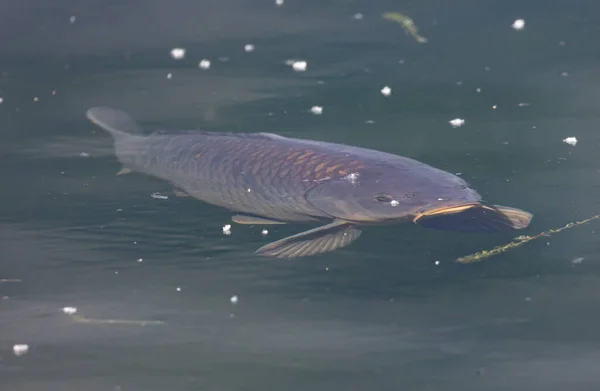 Large Fish Underwater Swimming Dirty Lake Litter — Stock Photo, Image