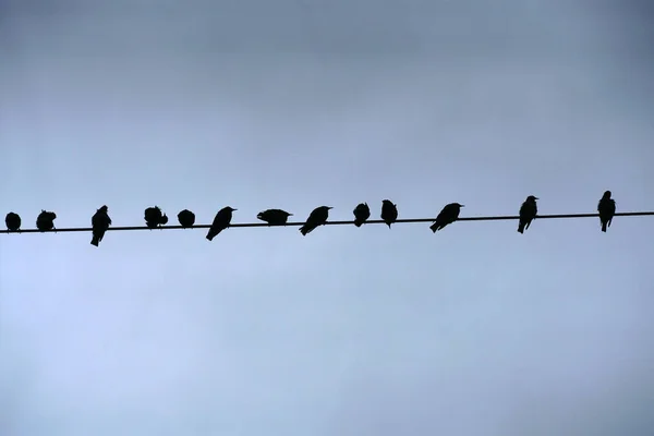 空のケーブルの上に鳥の列 — ストック写真