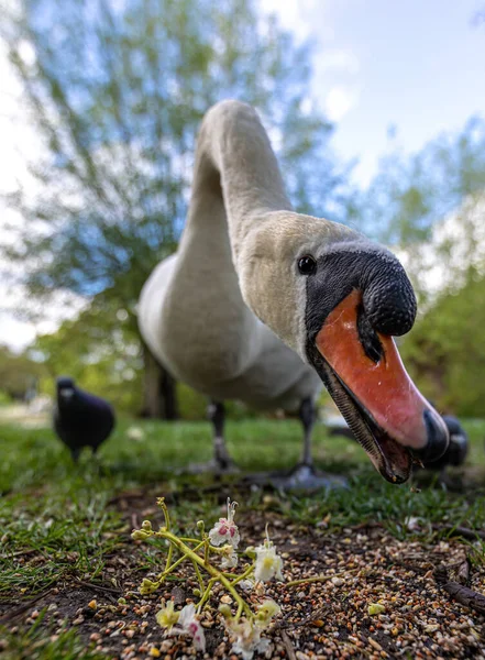 Shallow Focus White Swan Eating Seeds Feeds Ground Blurred Background — Φωτογραφία Αρχείου