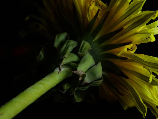 Крупный План Бледного Одинокого Цветка Одуванчика Темной Комнате — стоковое фото