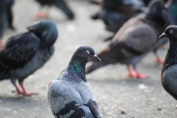Troupeau Pigeons Mangeant Des Graines Dans Une Rue — Photo