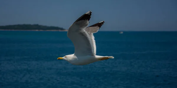 Closeup Shot Seagull Flying Water — Stock Photo, Image