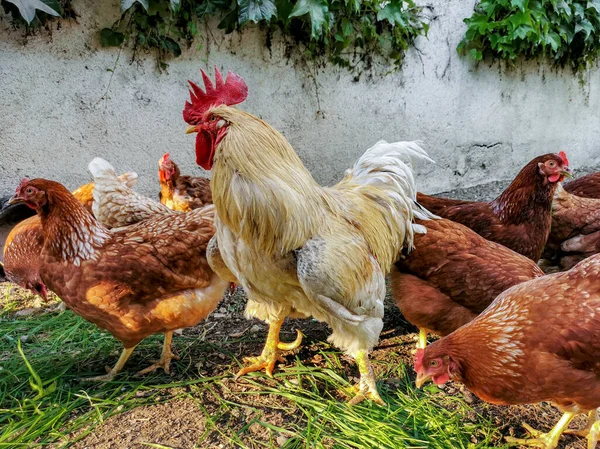 Domestic Chickens Rooster Muddy Yard — Stok fotoğraf