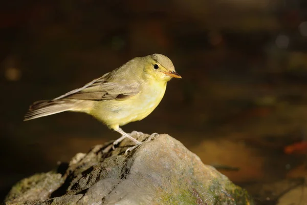 Icterine Warbler Hippolais Icterina Bahar Göçü Sırasında Havuzda Yıkanmadan Önce — Stok fotoğraf