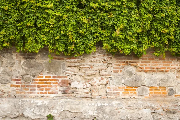 돌벽에 초록색 아이비 아름다운 과테말라의 — 스톡 사진