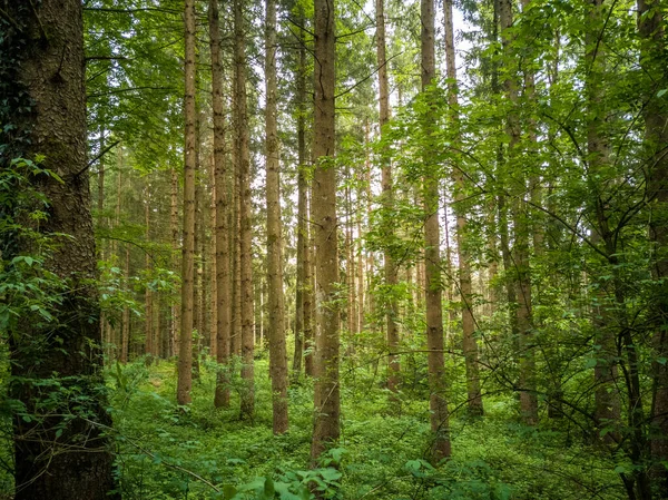 Krásný Výhled Vysoké Stromy Tenkými Kmeny Vypěstovanými Lese Zachycené Dne — Stock fotografie
