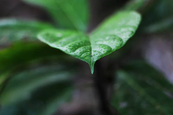 Zbliżenie Zielonego Liścia Pokrytego Rosą Polu Zamazanym Tłem — Zdjęcie stockowe